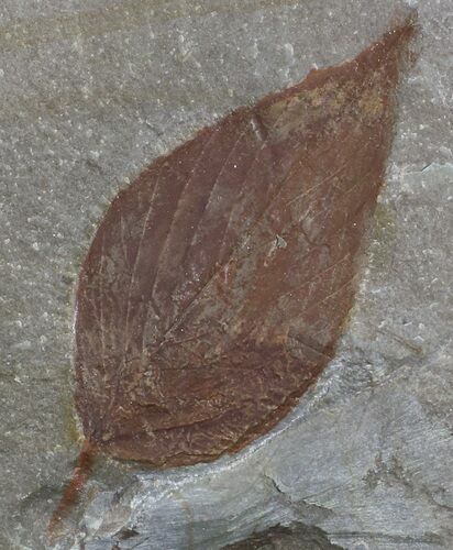Detailed Fossil Hackberry Leaf - Montana #68316